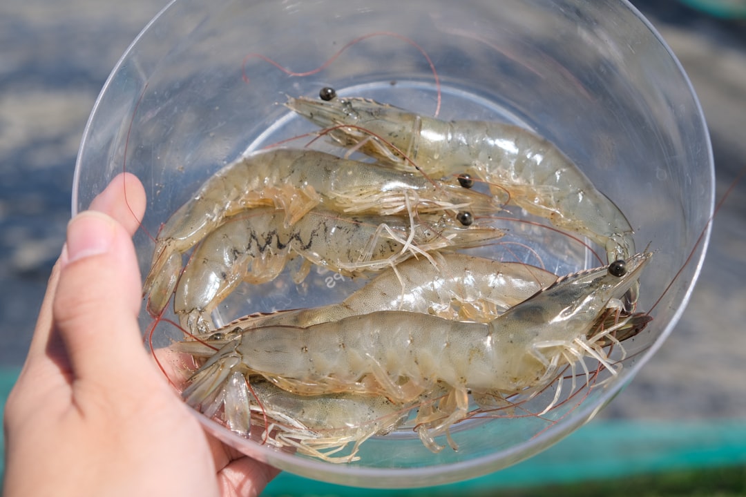 Photo package shrimp
